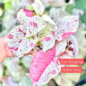 May include: Close-up of a Syngonium podophyllum plant with large, variegated leaves. The leaves display a mix of pink, white, and green hues, with pink dominating the lower leaves. The plant is in a white pot, showcasing its vibrant colors.