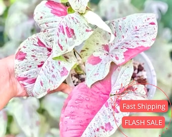 Syngonium Milk Confetti Live Plant | Rare Arrow Head Plants | House Plants Cuttings | Leafy Rooted Indoor Houseplants Outdoor Garden Gifts