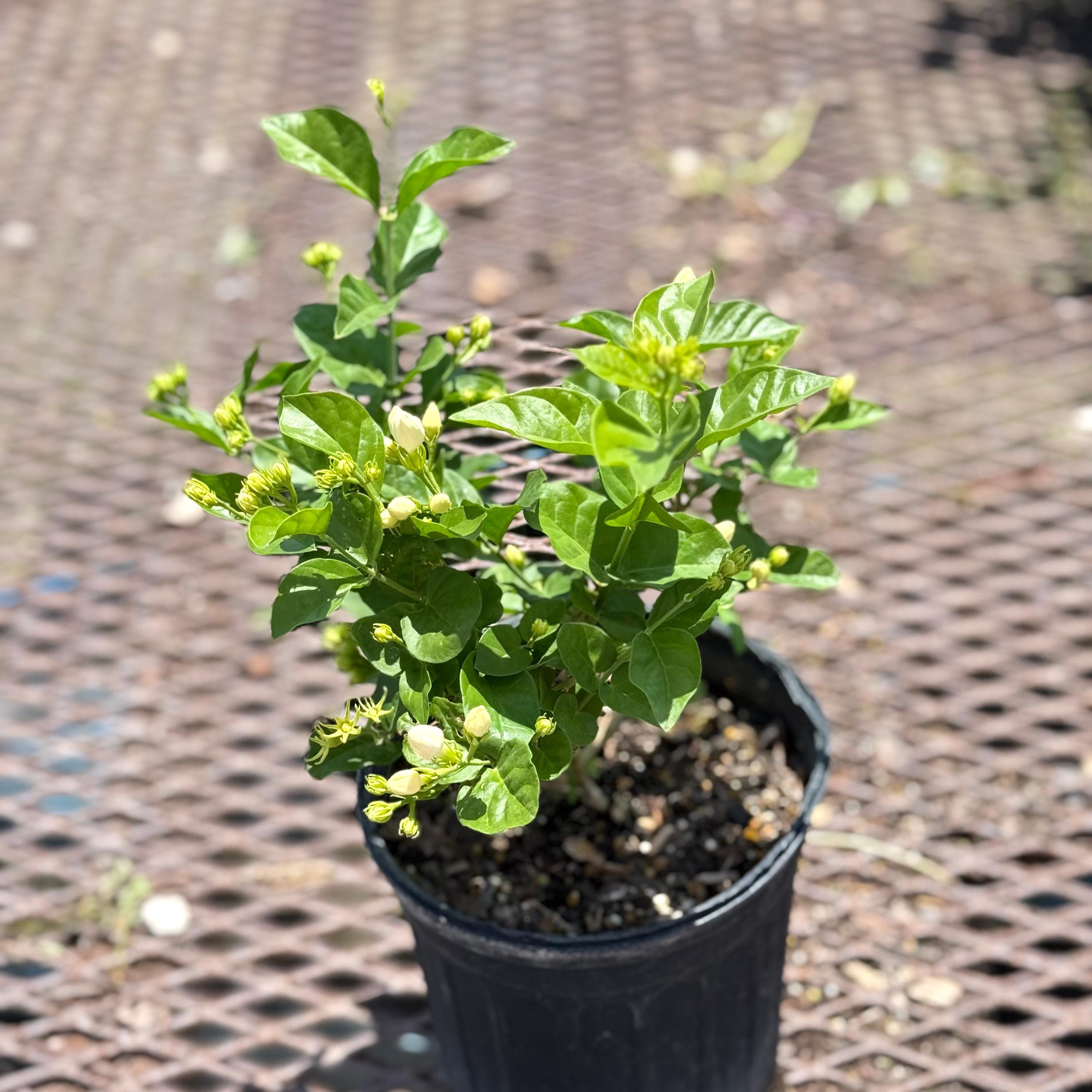 Jasmine Live Plant | Sambac Arabian Jasmine Plants 1 Gallon