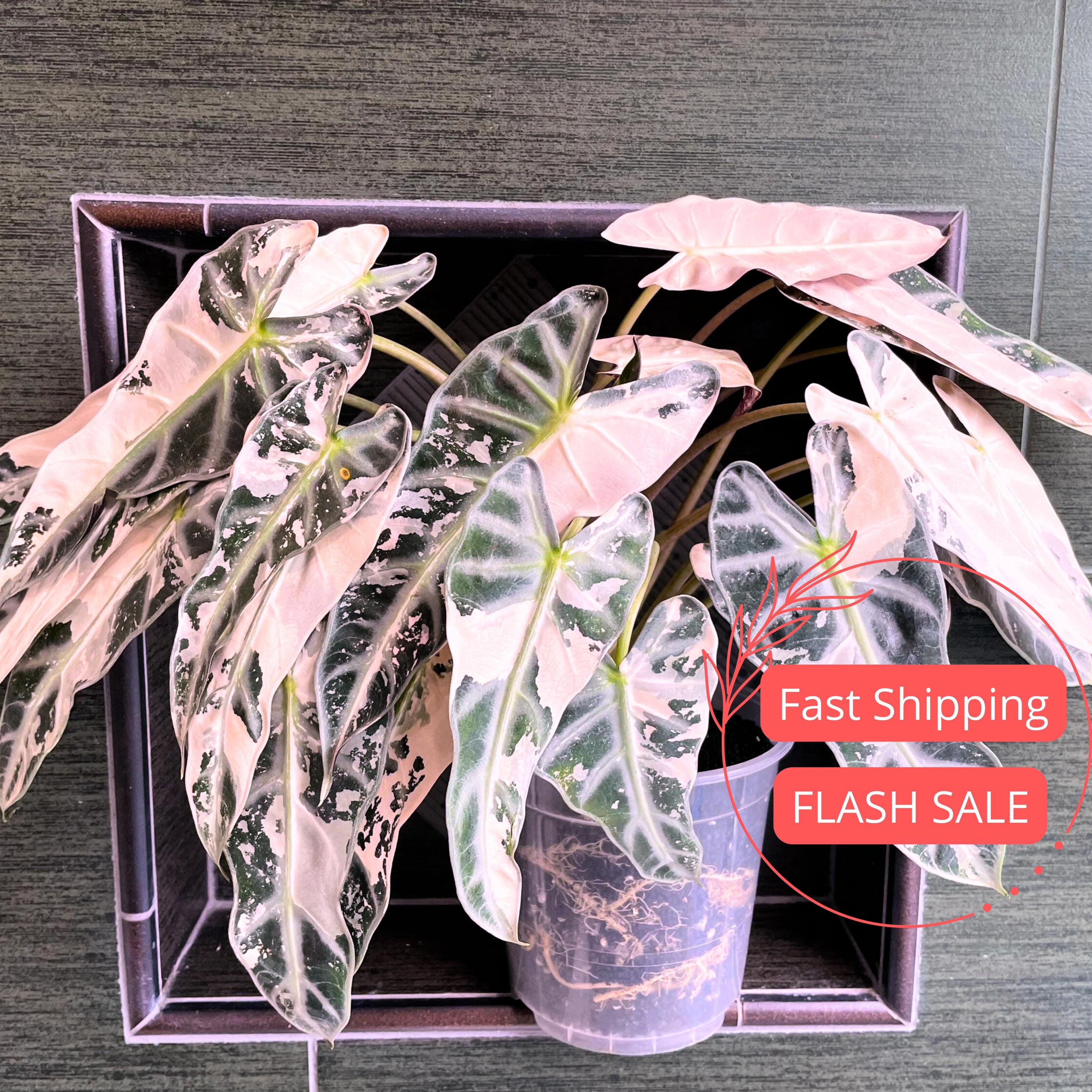 Alocasia Serendipity Variegated Pink - Etsy Alocasia Serendipity Variegated Pink - Etsy