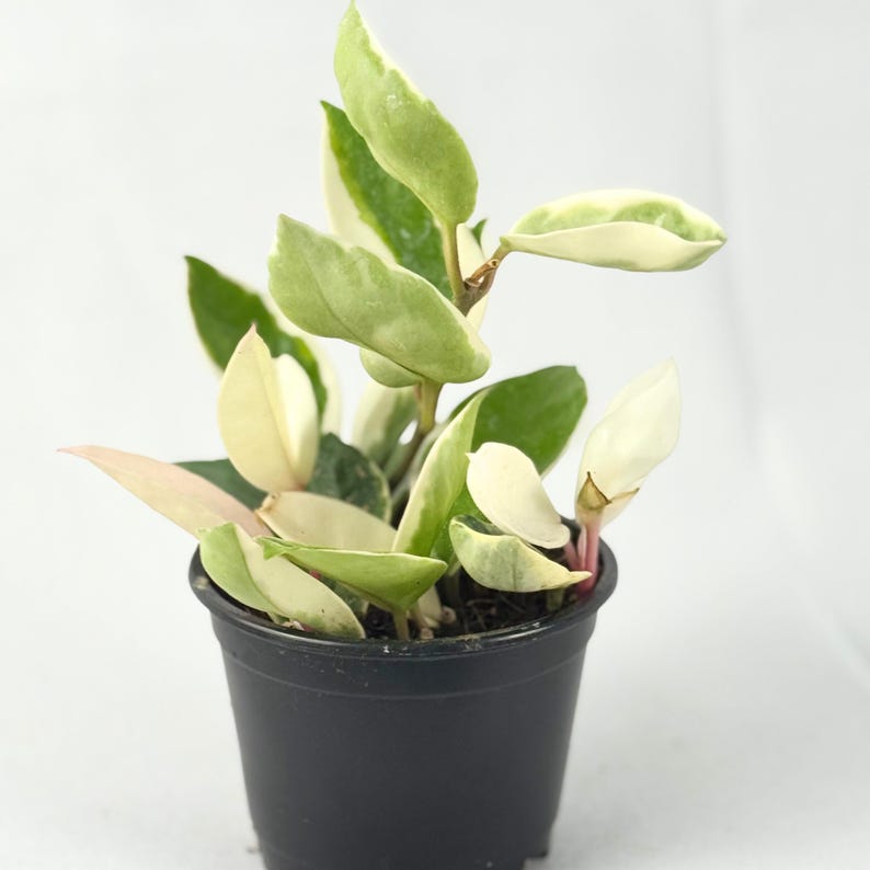 May include: A potted Hoya plant with variegated leaves in shades of green, white, and pink. The plant is in a small black plastic pot, set against a white background. The leaves have a waxy appearance.