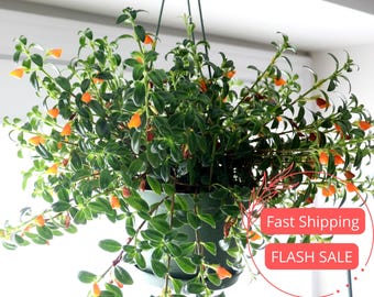 Goldfish House Plant Small Starter Plants Succulents with Orange Flowers Easy Fast Growing Plants