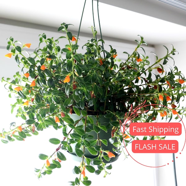 Planta de pez dorado viva / Plantas de inicio de Nematanthus Gregarius / Plantas de interior para principiantes / Esquejes de plantas de interior para regalar plantas raras