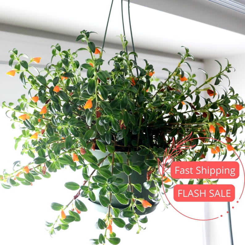 NYCitySucculents Goldfish Plant - Thumbnail 2