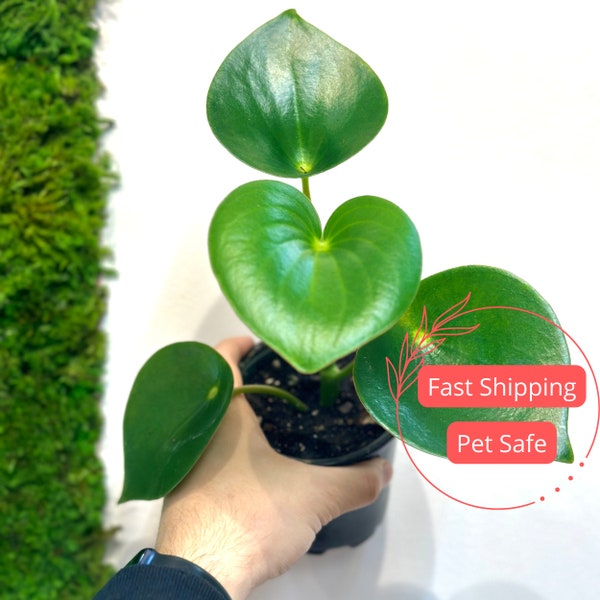 Peperomia Raindrop | Peperomia Raindrop Plant | Peperomia Owl Eye | Peperomia Plant | Rare Peperomia Plant | Rare Plants | Plants