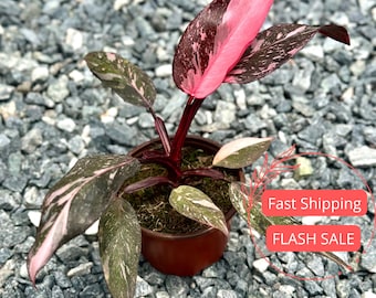 May include: A pink and green variegated Philodendron Birkin houseplant in a brown pot. The plant has large, heart-shaped leaves with pink and green variegation.