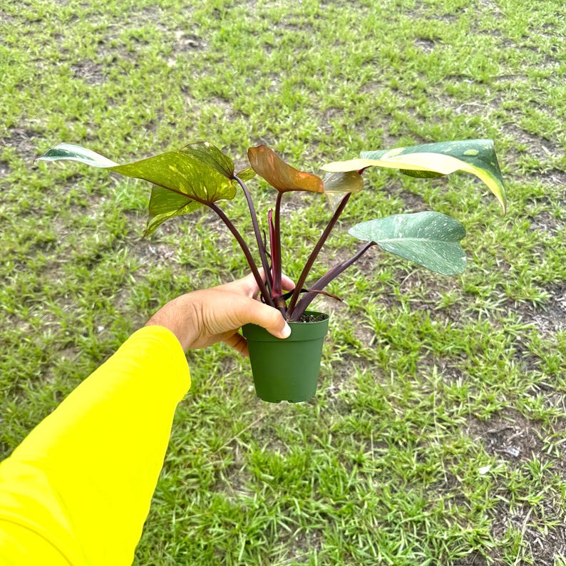 NYCitySucculents Philodendron Orange Princess - Thumbnail 4