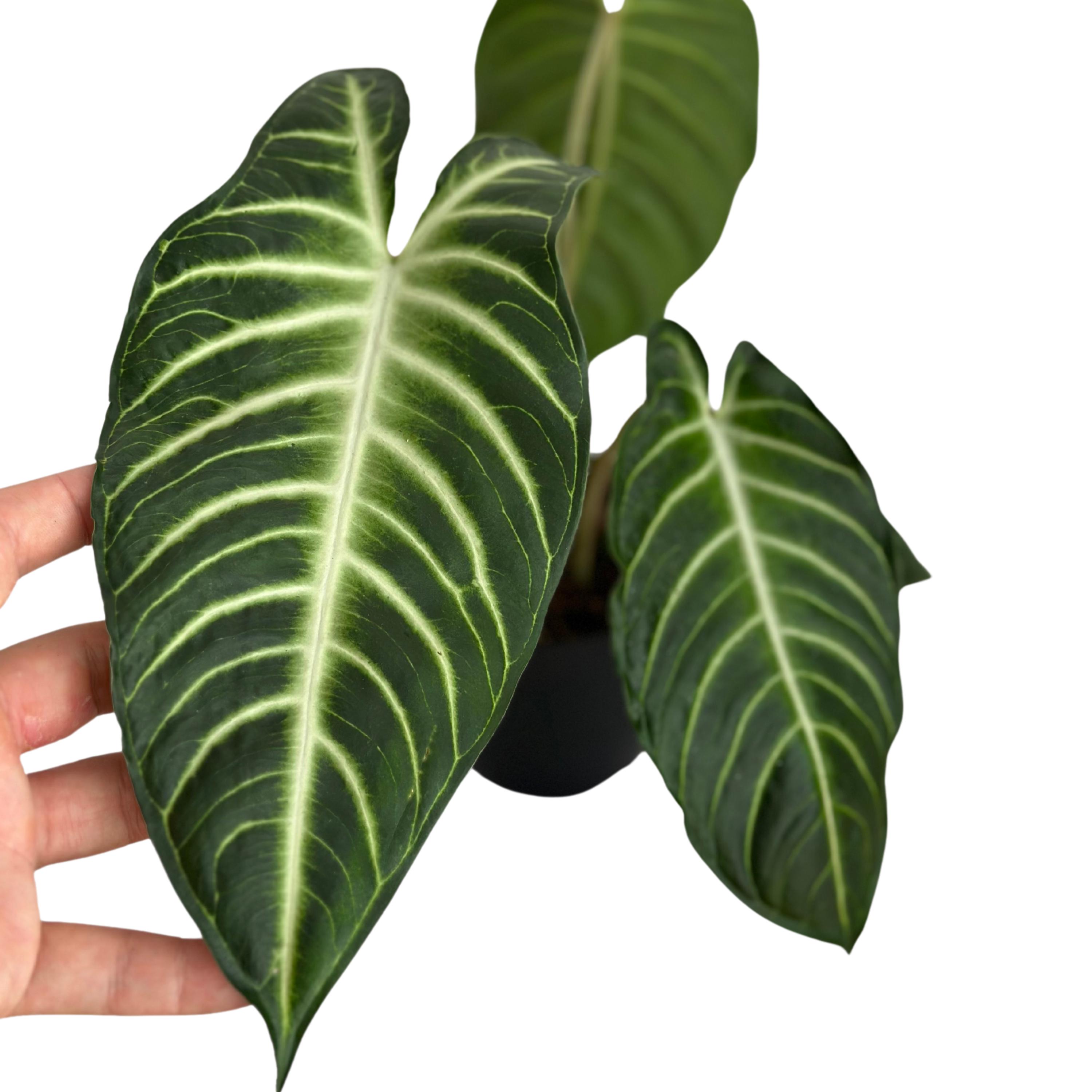 money plant indoor Money Tree Plant | Tropical Indoor Plants & Houseplants for Delivery main image 1