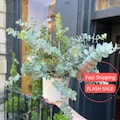 Eucalyptus Live Plant | Baby Blue Eucalyptus Plants Pulverulenta | Indoor House Plants for Beginner | Perennial Houseplants for Garden Gifts