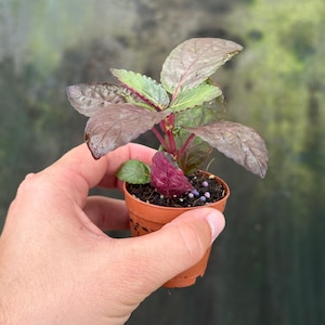 Puede incluir: Una peque&ntilde;a planta en maceta con hojas burdeos y verdes. La planta est&aacute; en una maceta de pl&aacute;stico marr&oacute;n. Las hojas tienen un tono rojo-p&uacute;rpura con bordes y venas verdes. La planta se sostiene en una mano.