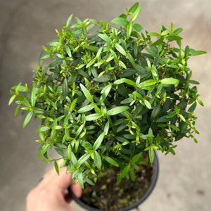 Puede incluir: Una peque&ntilde;a planta verde con muchas hojas que crece en una maceta negra. La planta est&aacute; en una maceta redonda y las hojas son todas verdes.