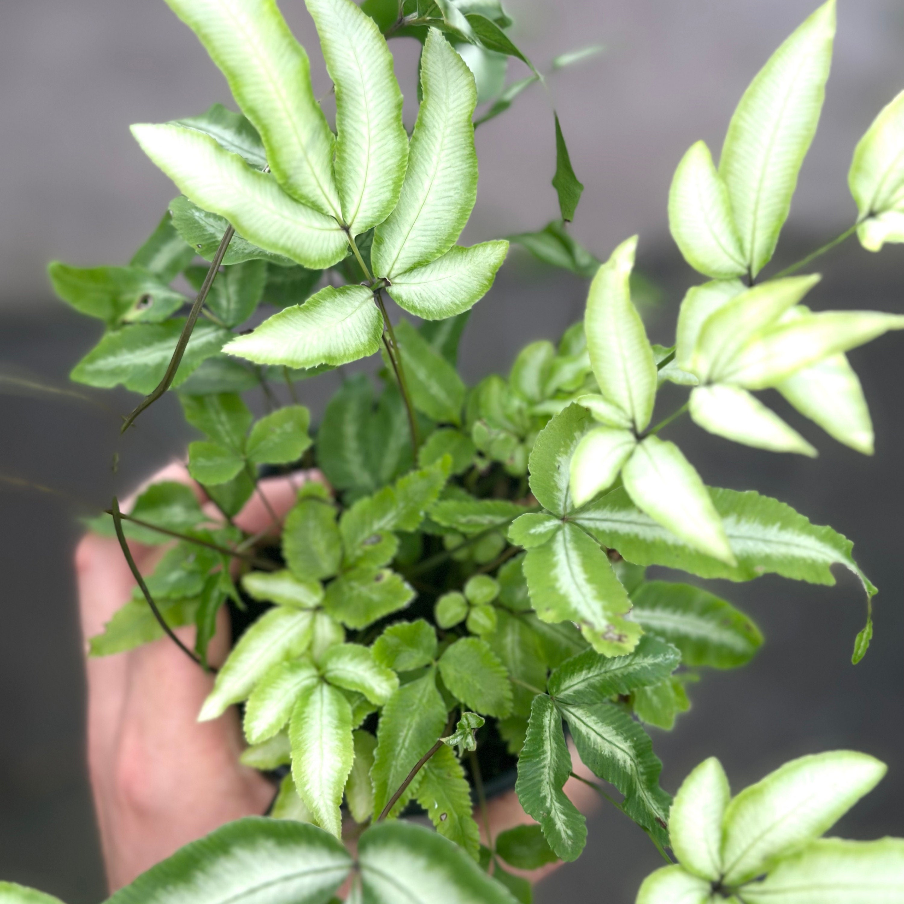 Ribbed Tank Fern
