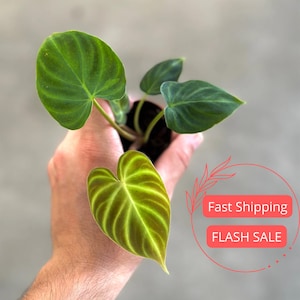 May include: A small potted plant with large, heart-shaped leaves. The leaves are a vibrant green with prominent veining, and the plant is held in a person's hand. The background is a neutral gray.