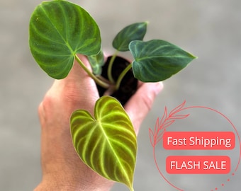 US Seller EXACT PLANT Rare Variegated Philodendron Super Atom Bomb  Variegated Exact Rooted Live Plant - 4 Inch Pot - Etsy