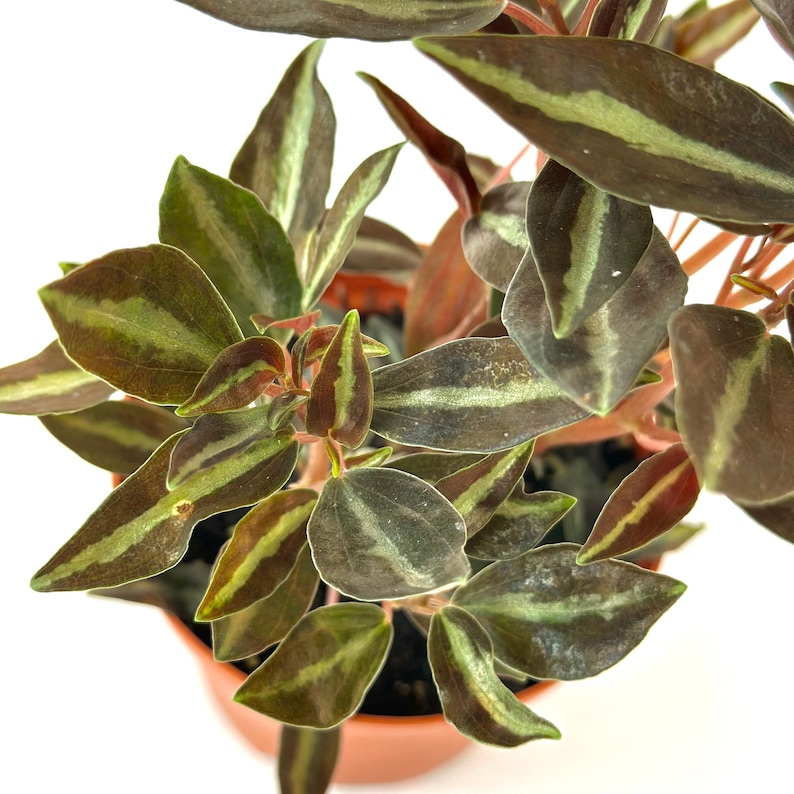NYCitySucculents Peperomia Metallica Plant - Thumbnail 5