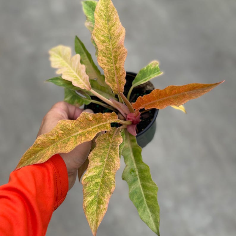 Philodendron Golden Serratum Marble Plant - Thumbnail 3