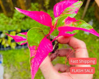 Alternanthera Party Time Live Plant | Pink Variegated Alternantheras Starter Plants | Rare Indoor Houseplants | Tropical House Plants Gifts