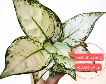 Aglaonema Super White Plant Large | Aglaonema White Starter Plants | Beautiful Aglaonema Plants | House Plants Gifts | Indoor Houseplants