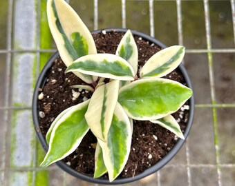 Hoya Krinkle 8 Albo Marginata Live Plant | Hoya Cuttings Starter