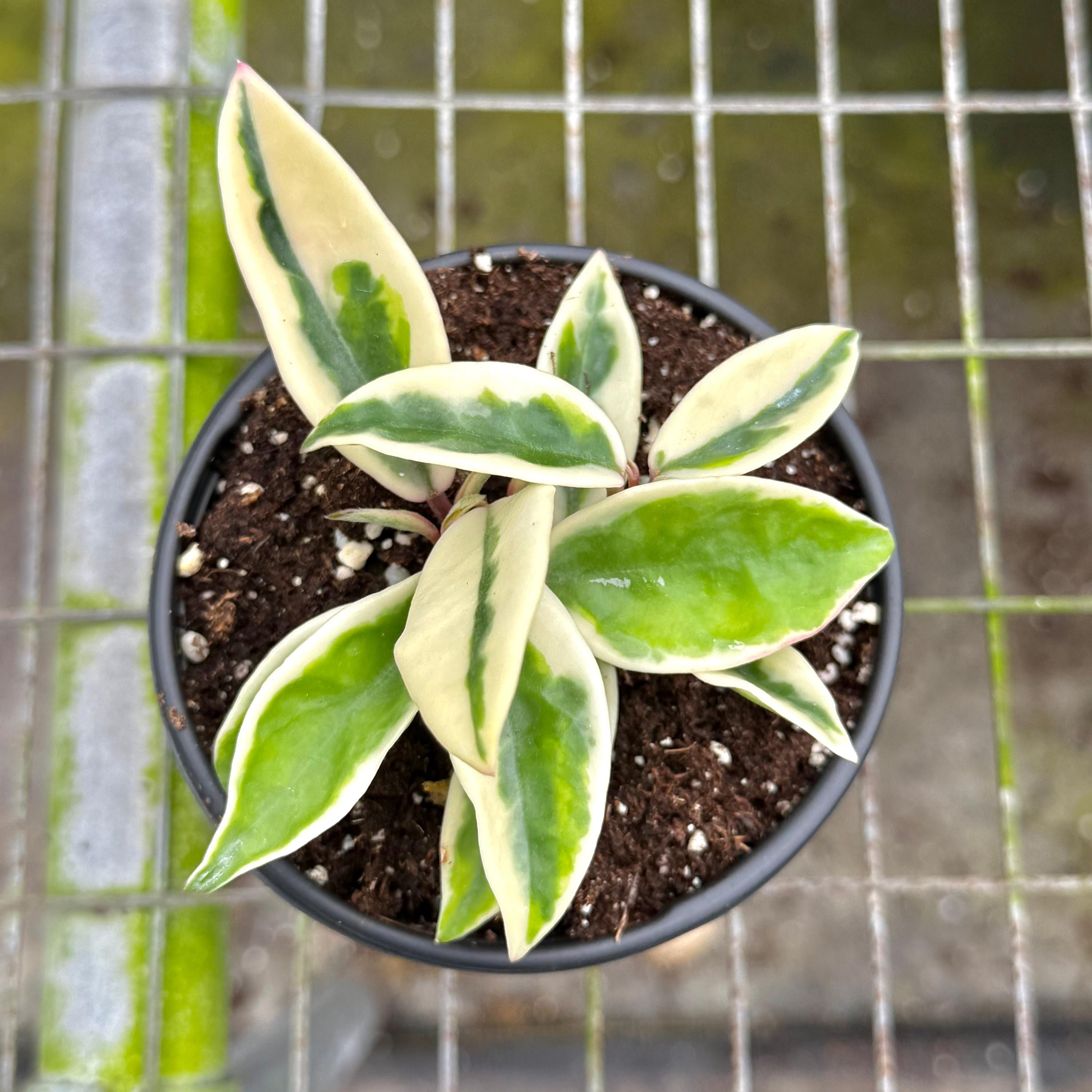 Hoya Krinkle 8 Albo Marginata Live Plant | Hoya Cuttings Starter
