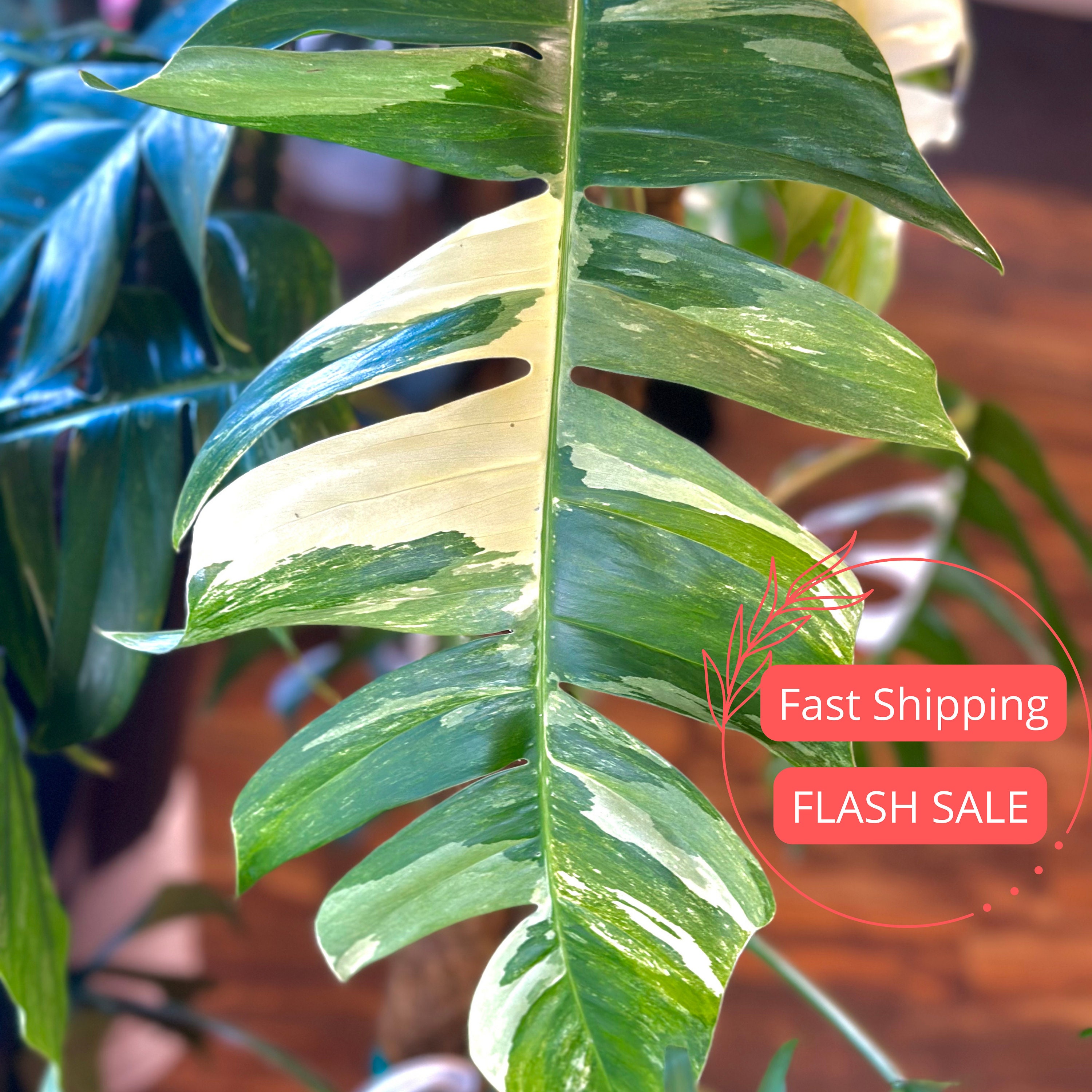 EPIPREMNUM PINNATUM VARIEGATED BIG SIZE – Root Greenhaus