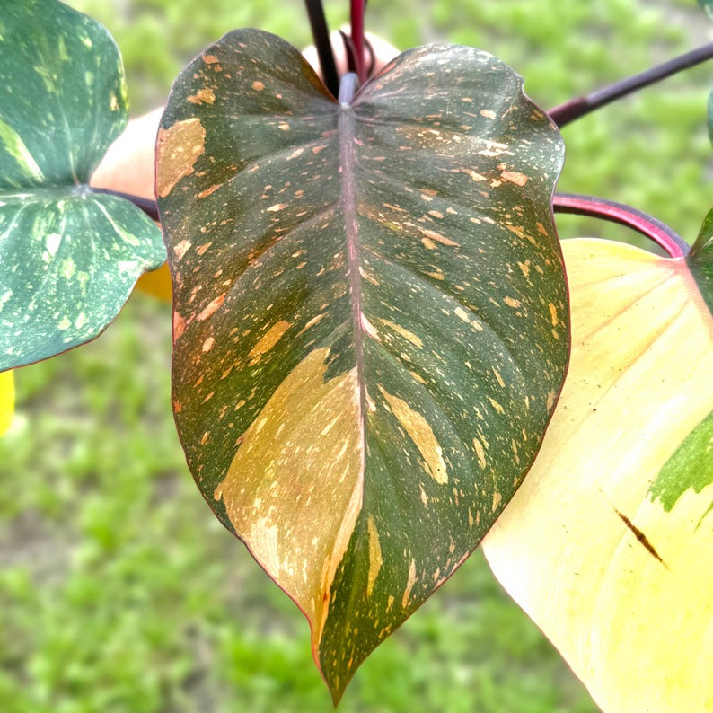 NYCitySucculents Philodendron Orange Princess - Thumbnail 2