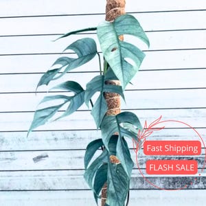 Philodendron Rio Blue - Etsy