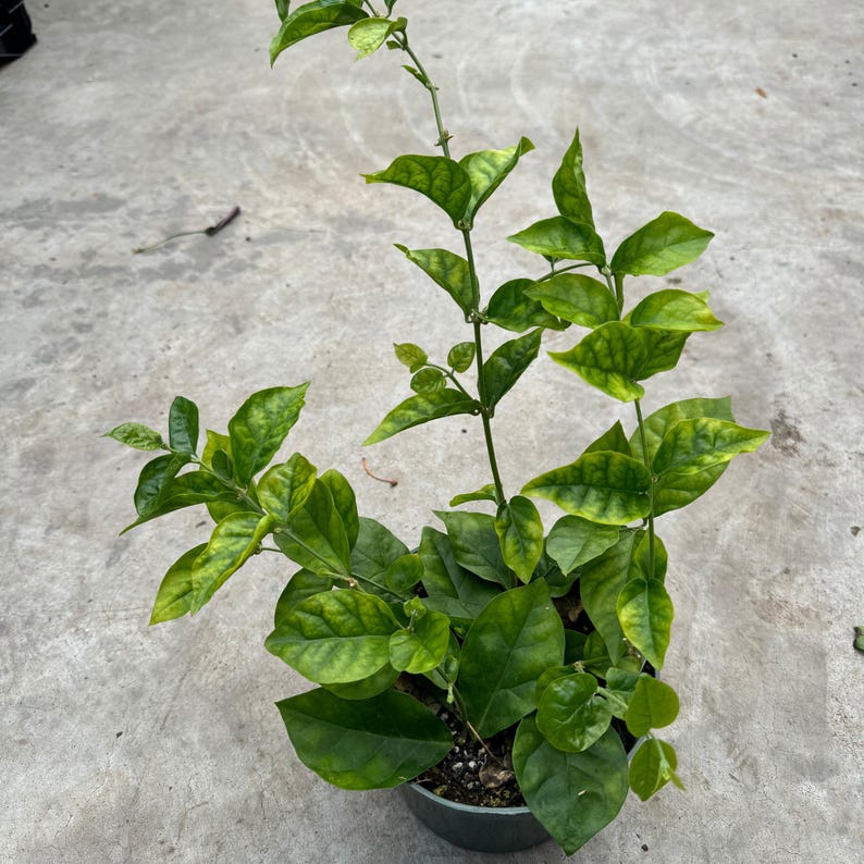 May include: A potted plant with vibrant green leaves and stems. The leaves display a mix of solid and variegated patterns, creating visual interest. The plant is in a dark gray pot, set against a neutral concrete background. The plant's leaves are approximately 4 inches long.