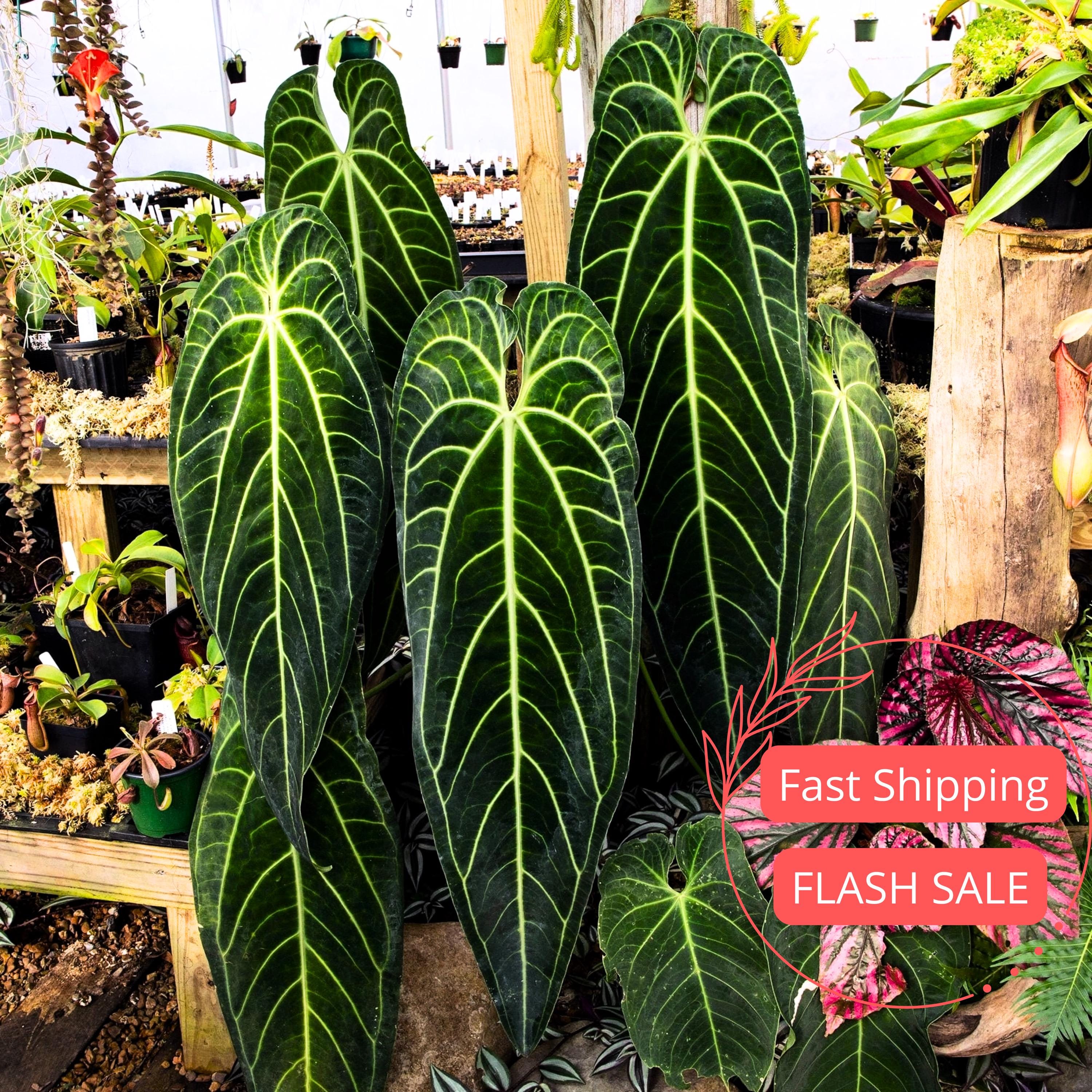 Anthurium Warocqueanum Tissue Culture Plant | Queen Anthuriums