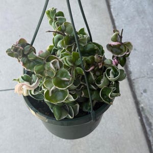 Puede incluir: Una planta Hoya carnosa compacta con hojas variegadas, rizadas y de color verde oscuro que presentan bordes de color blanco crema y rosa suave. La planta est&aacute; en una maceta colgante de pl&aacute;stico verde oscuro con tres alambres de soporte finos.