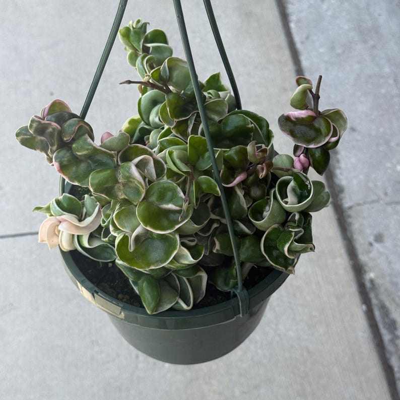 Puede incluir: Una planta Hoya carnosa compacta con hojas variegadas, rizadas y de color verde oscuro que presentan bordes de color blanco crema y rosa suave. La planta est&aacute; en una maceta colgante de pl&aacute;stico verde oscuro con tres alambres de soporte finos.