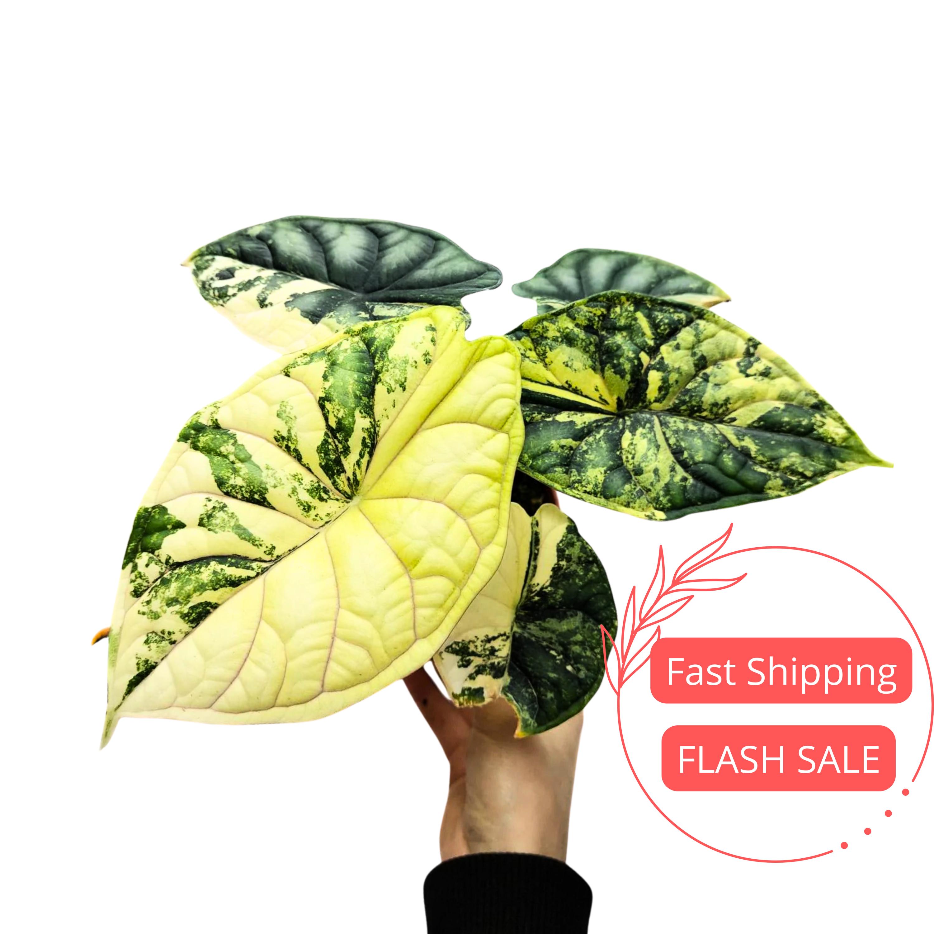 Alocasia Dragon Scale Variegated - Etsy