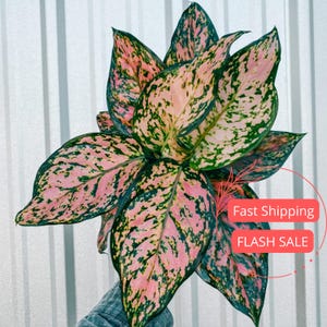 Aglaonema Katrina Plant Large | Aglaonema Katrina Starter Plants | Beautiful Aglaonema Plants | House Plants Gifts | Houseplants