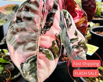 アロカシア・クプレア ピンク斑入り Alocasia Cuprea Pink Alocasia Cuprea Pink Tissue Culture Plant | Alocasia Red Secret