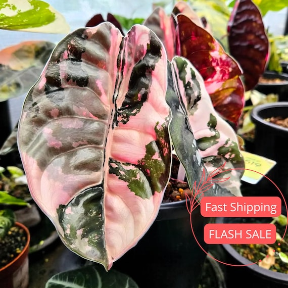 Alocasia Cuprea Pink Tissue Culture Plant | Alocasia Red Secret