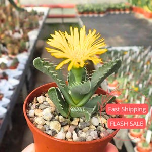 May include: A potted succulent with a bright yellow flower. The plant has green, textured leaves and is planted in a small, orange pot filled with small stones. The flower is in full bloom, with many thin petals. The background is blurred, suggesting a greenhouse setting.