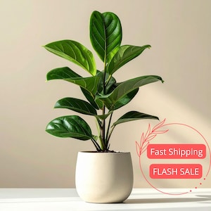 May include: A potted Ficus plant with large, vibrant green leaves. The plant is in a cream-colored, rounded pot. The leaves have prominent veins, and the plant has a dark brown stem. The background is a neutral beige.