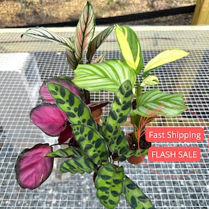 Plants Cat Safe - Etsy