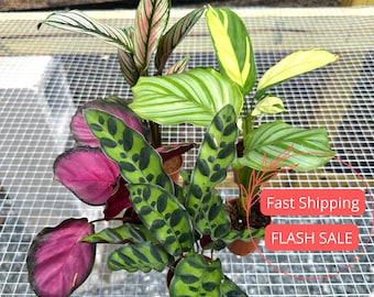 Calathea Assorted Starter Pack | Calathea Starter Plants | Rooted Prayer Plants | Pet Safe Plants | Calathea White Fusion Stella Lancifolia