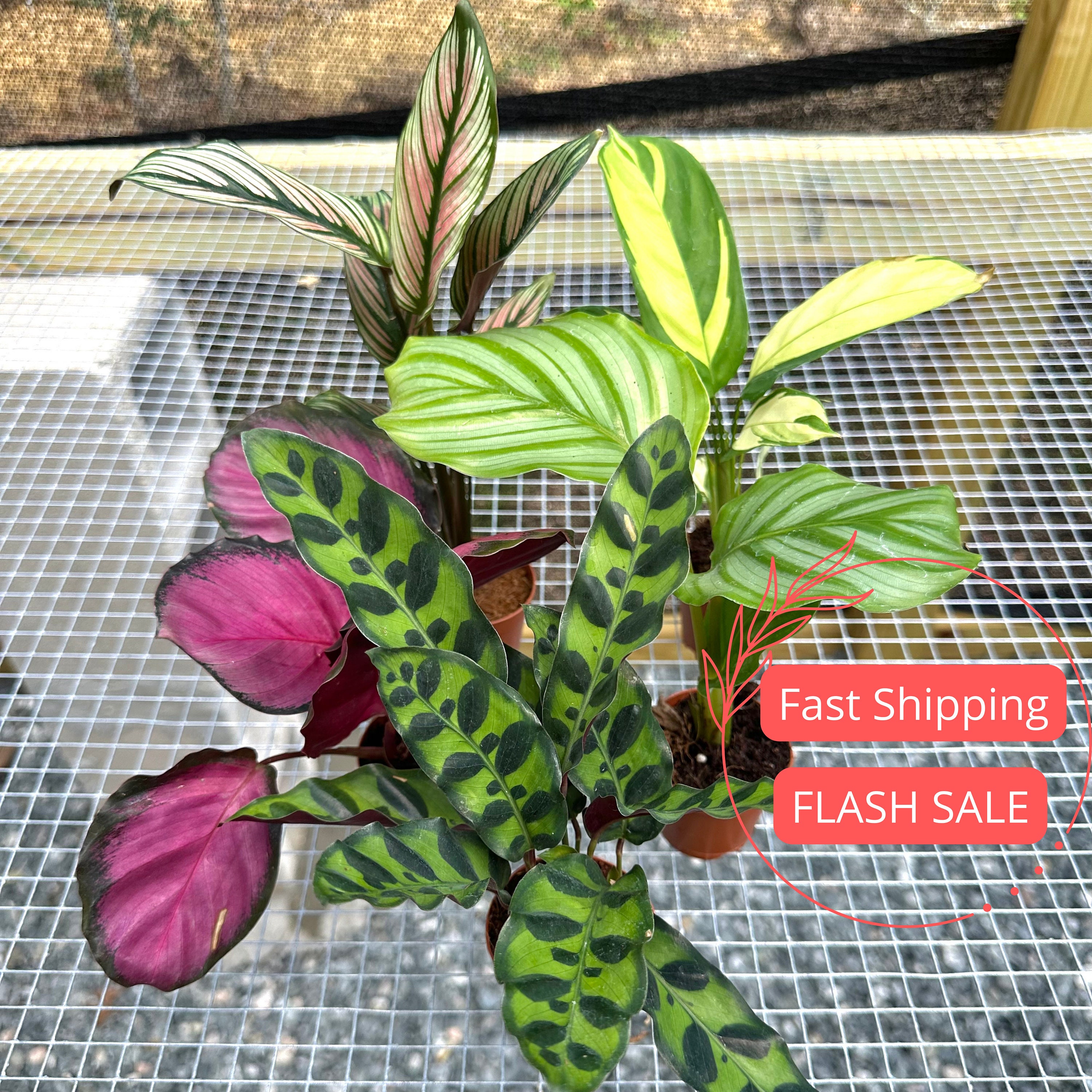 Stella Calathea Plant - Etsy