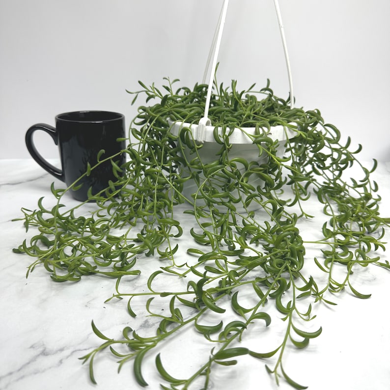 String of Bananas Plant