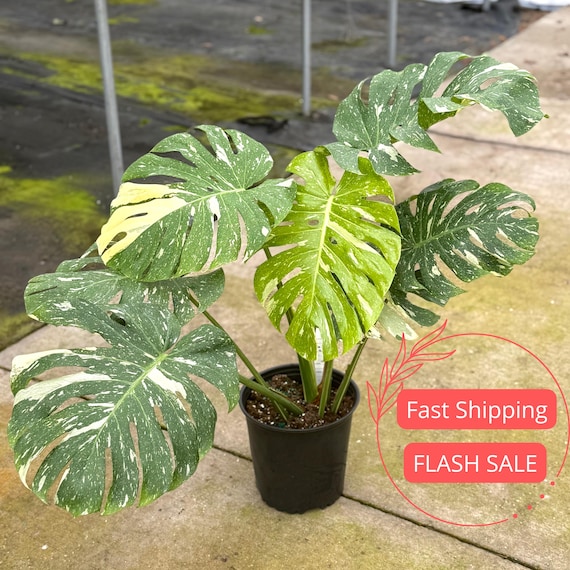 plant zebra Zebra Plant main image 1