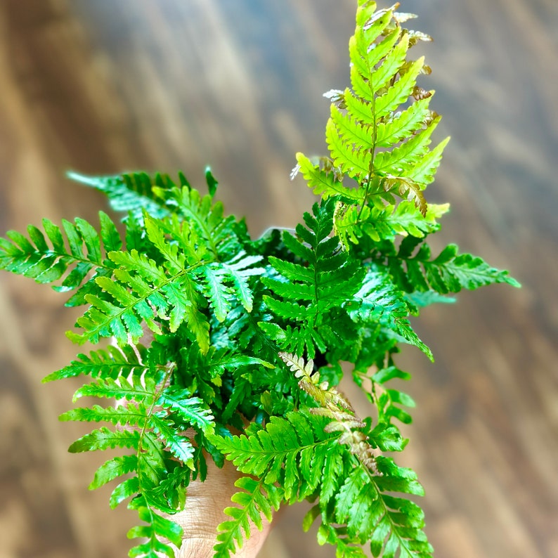 Op de afbeelding: Een weelderige groene varenplant met delicate bladeren, die een levendige groene kleur en een natuurlijke, organische textuur laat zien.