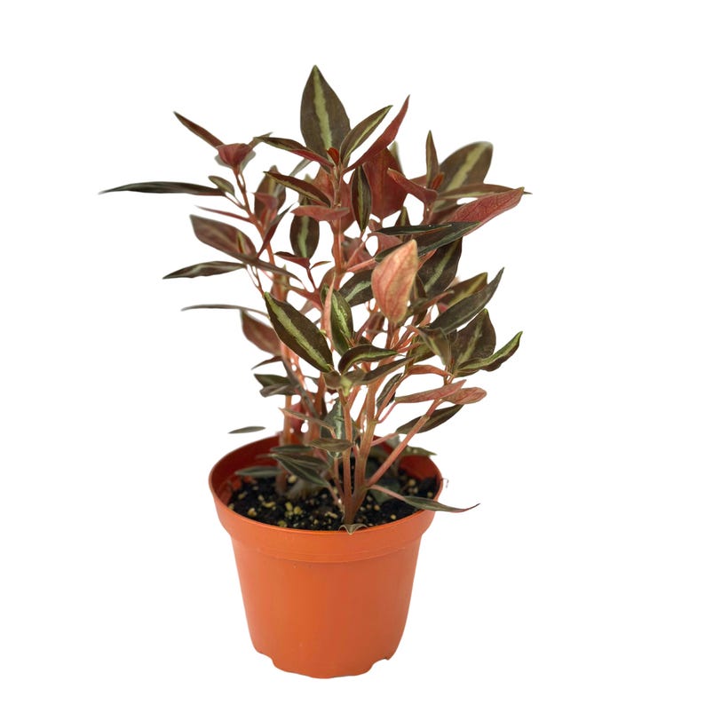 NYCitySucculents Peperomia Metallica Plant