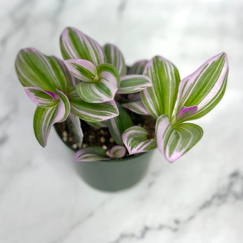 Tradescantia Nanouk - Thumbnail 2
