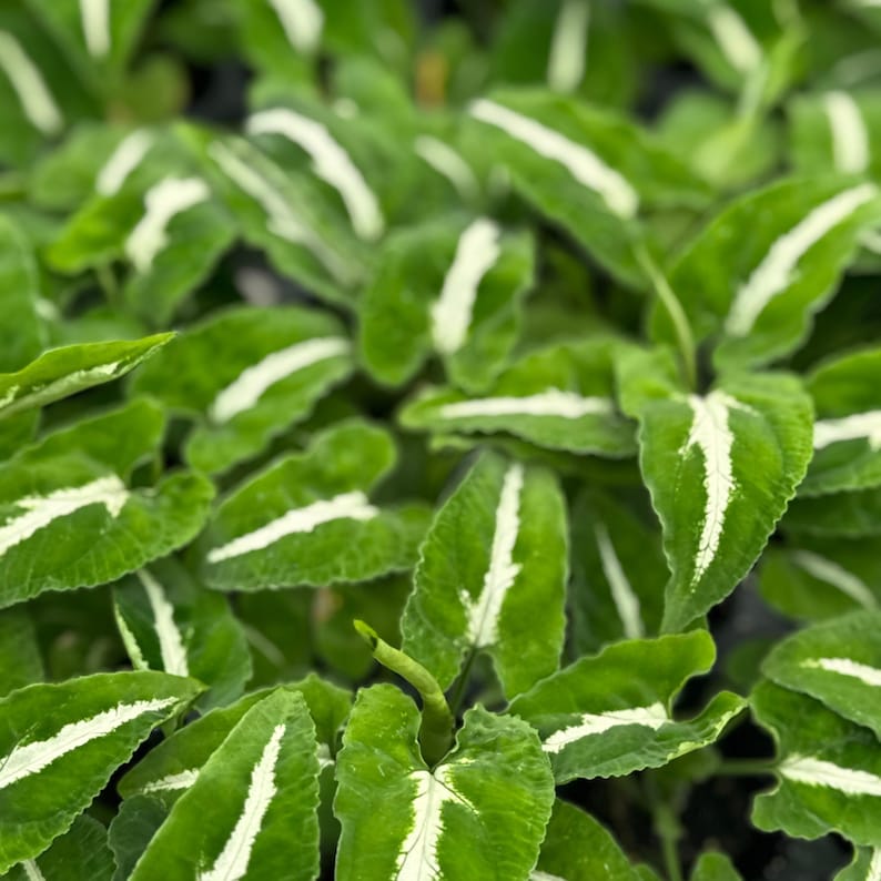Syngonium Wendlandii Plant - Thumbnail 2