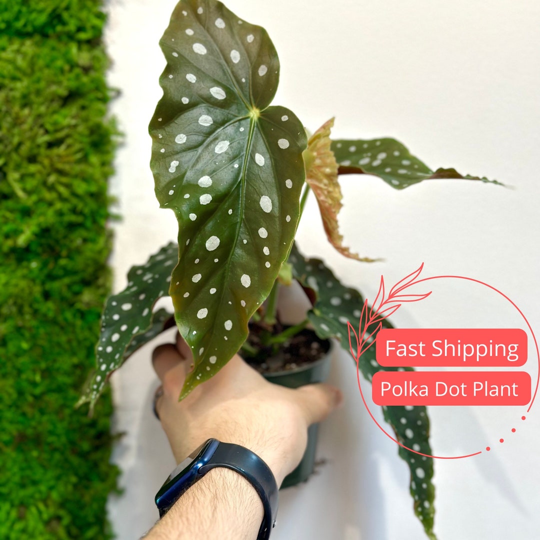Begonia Maculata Polka Dot Begonia Angel Wing Begonia Begonia Maculata