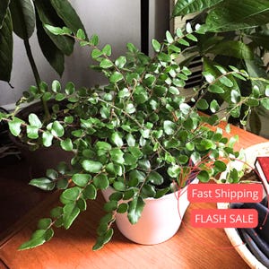 May include: A lush green plant with small, rounded leaves spills over the edge of a white ceramic pot. The plant is set on a wooden surface, with other plants visible in the background. The image also includes a red banner with the text "Fast Shipping" and "FLASH SALE".