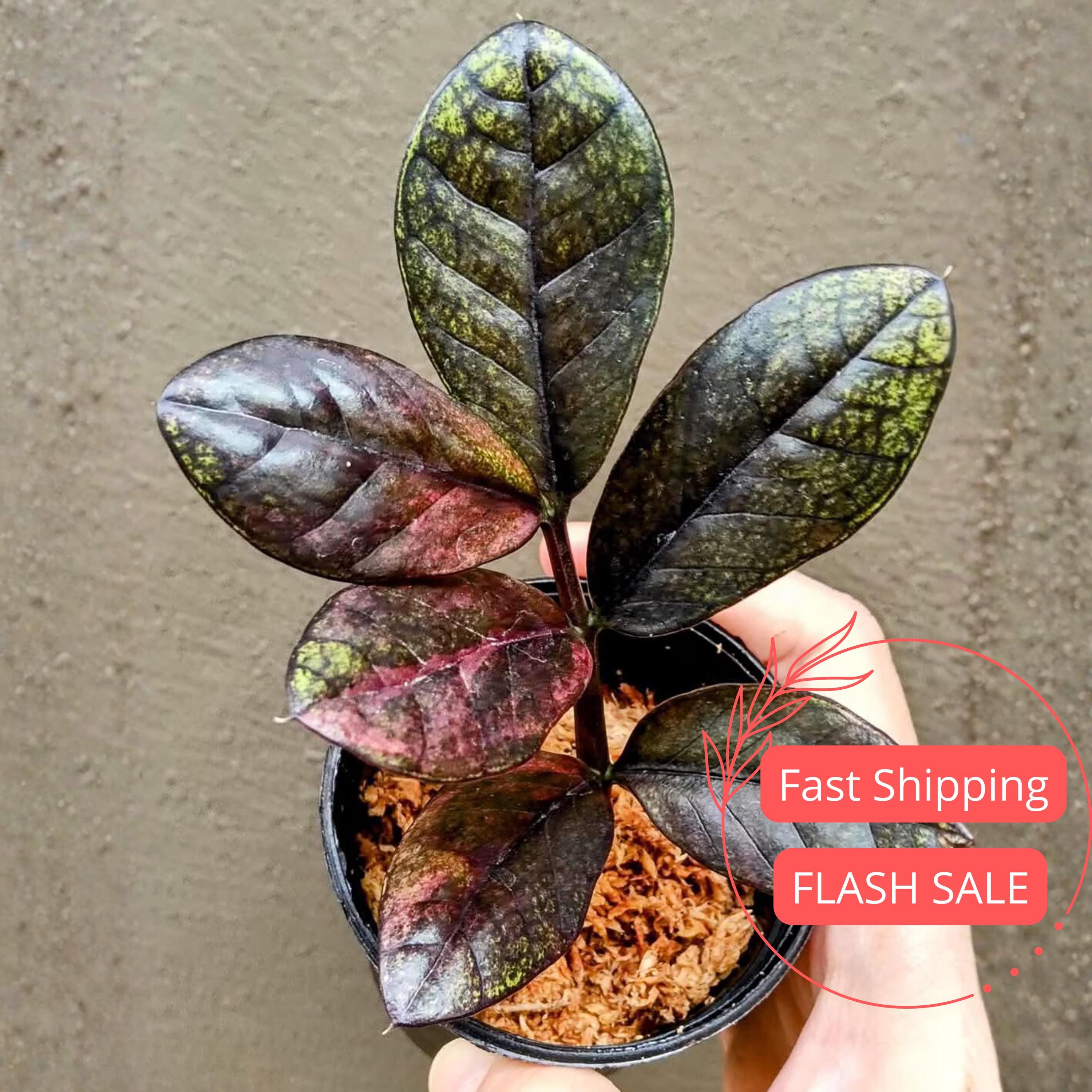 ZZ Plant Black Pink Variegated | Zamioculcas Zamiifolia Variegata