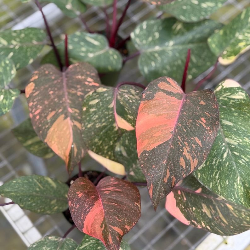 NYCitySucculents Philodendron Orange Princess